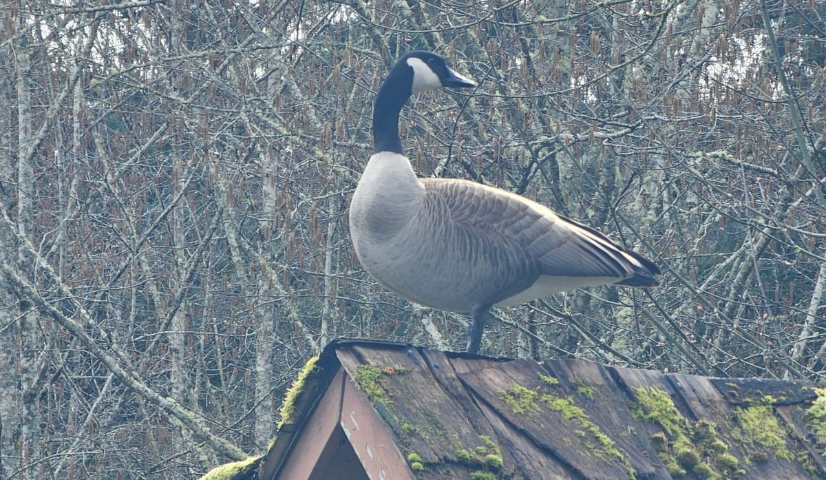 Entering The Architecture Age